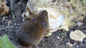 Аграріїв попередили про міграцію мишоподібних гризунів на поля озимих культур