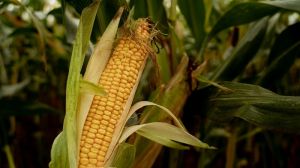 Частка ГМ-кукурудзи, що вирощується в Україні, одна з найнижчих у світі