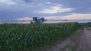 Фітотоксичність гліфосату може знищити врожай кукурудзи