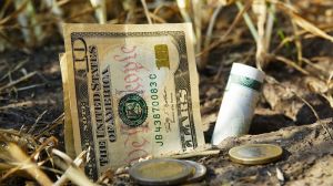 В Україні знизились ціни на зернові культури та соняшник