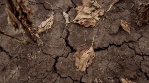 Періодичність та інтенсивність посух в Україні збільшуватиметься