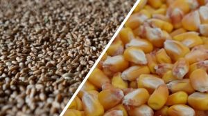 Ціни на пшеницю, ячмінь та кукурудзу в Україні знизились