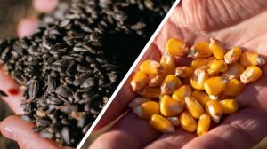 В Україні підвищились ціни на соняшник та кукурудзу