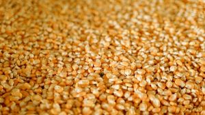 Урожай кукурудзи в Україні перевищив показник 40 млн тонн