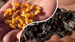 Ціни на соняшник та кукурудзу в Україні знизились