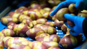 Селекціонери вивели новий сорт різнокольорової картоплі, яку назвали У пошуках Немо
