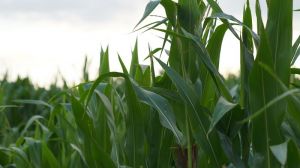 Роман Лещенко розповів про вибір гібридів кукурудзи та зменшення ризиків