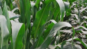 Посівні площі під кукурудзу в Україні будуть розширені до 7 млн га