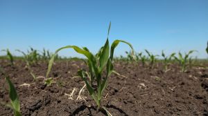 Втрата врожаю кукурудзи може сягнути 600 кг/га за дефіциту фосфору в ґрунті