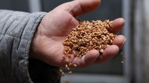 Ціни на зерно в Україні падають — звіт за 22 грудня 2021 р.