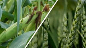Вартість кукурудзи та пшениці в портах України підвищилась — звіт за 23 грудня 2021