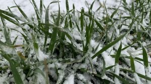 В Укргідрометцентрі розповіли про стан озимих та погодні умови за другу декаду грудня 2021