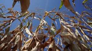 Якість кукурудзи врожаю 2021 досить низька — підсумки сезону