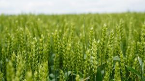 Озвучено ТОП шкідників та хвороб зернових, що найбільш поширені на полях України у 2021