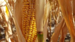 Рекордний валовий збір кукурудзи зафіксовано на Чернігівщині