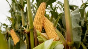 Урожайність кукурудзи на зрошенні втричі вища — досвід