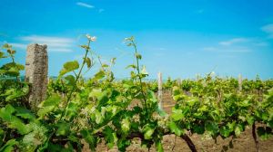 Президент підписав закон про сприяння розвитку садівництва і виноградарства