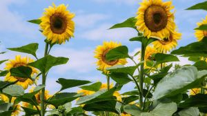 Озвучено оптимальні строки сівби соняшника в Україні