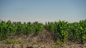 Аграріям розповіли, як правильно обрати строки сівби кукурудзи для конкретного регіону