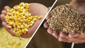 Вартість пшениці та кукурудзи в українських портах підвищилась — звіт за 13 січня 2022 р.