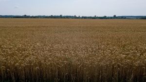 Рекордний урожай пшениці зібрали аграрії Аргентини