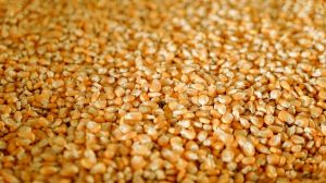 Вартість української кукурудзи на експортному ринку підвищилась