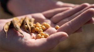 До 19% перевіреного на Полтавщині насіння сої уражено збудниками різних хвороб