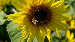 Через неналежне використання пестицидів в Україні щороку гинуть мільйони бджіл