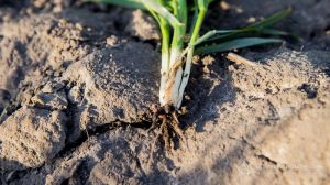Техаська коренева гниль викликає раптове в’янення та загибель сільгоспкультур — експерти