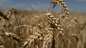 Названо ТОП-12 найпопулярніших сортів озимої пшениці української селекції