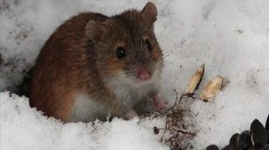 Погодні умови сприяли зменшенню чисельності мишоподібних гризунів на полях в Україні