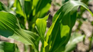 Названо найпоширенішу хворобу кукурудзи в Україні за 2021 рік