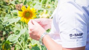 BASF анонсував акцію для аграріїв — 10 л гербіциду за купівлю насіння соняшника