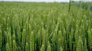 Схрещування пшениці з пирієм дозволяє підвищити її стійкість до шкідників та хвороб