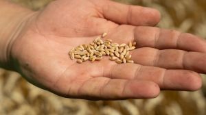 Ціни на пшеницю в Україні знизились — звіт за 2 лютого 2022