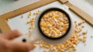 Аналітик спрогнозував збереження високих цін на кукурудзу у 2022 році