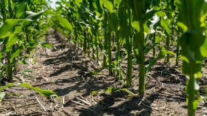 Експерт розповів про правильний гербіцидний захист кукурудзи, що вирощується по no-till
