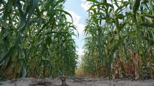 На вирощуванні кукурудзи аграрій з США у 2021 заробив понад 1000 $/га