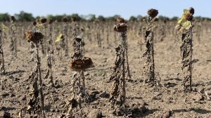 Урожайність соняшника та кукурудзи в Україні знизиться через зміну клімату — Світовий банк
