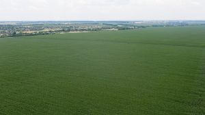 Посівні площі під деякими зерновими в Україні знижуються через падіння рентабельності