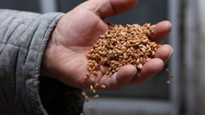В Україні знизились ціни на зерно — аналітика за 17 лютого 2022