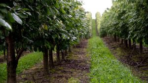 Бур’яни сприяють підвищенню врожайності плодових дерев щонайменше втричі
