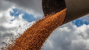 В Україні зросли ціни на кукурудзу, ячмінь та пшеницю