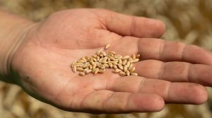 Світ може залишитись без української пшениці у зв’язку з ескалацією воєнного конфлікту