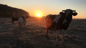 На Херсонщині сотня корів затоптали та поїли посіви озимих