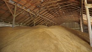 Зерно та інші запаси продовольства будуть викуплені в обсягах річного споживання країни — Шмигаль