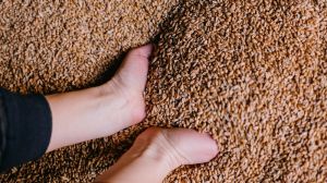 В УЗА оприлюднили інформацію щодо запасів зерна у сховищах: чи існує загроза голоду