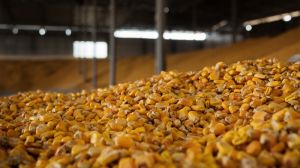 В Україні скасували ліцензування експорту кукурудзи — УЗА