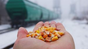 Експерти підрахували, скільки зерна залишилось в Україні