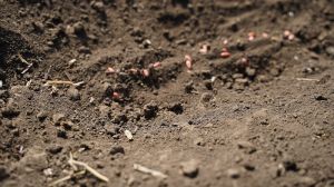 Війська рф намагаються зірвати посівну в Україні